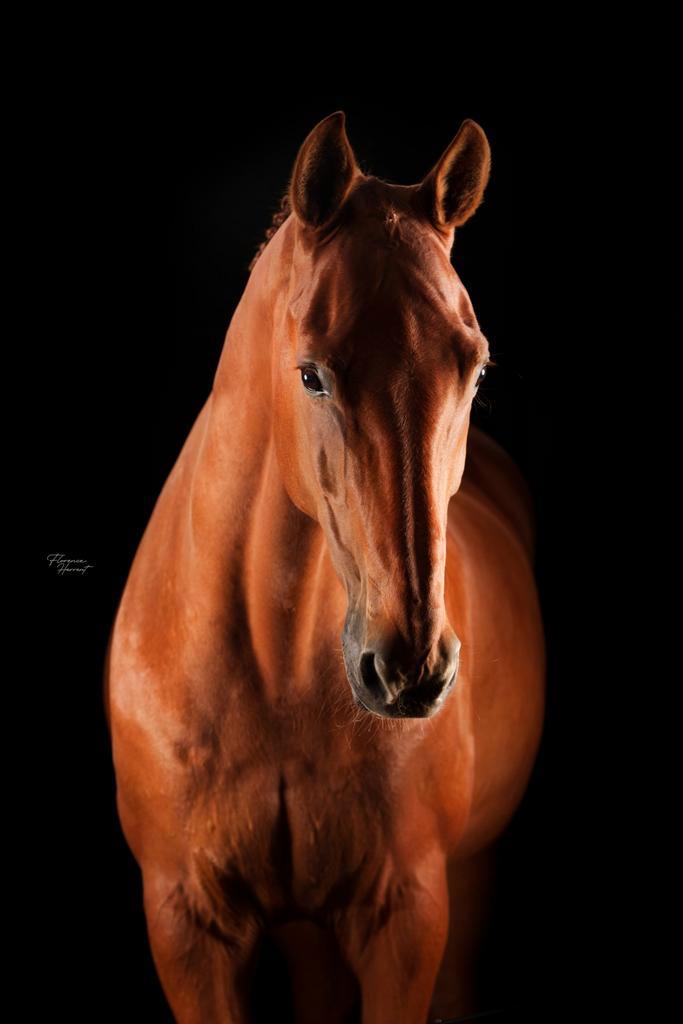 Recreatieve KWPN ruin 15 jaar (Vivaldi X Olivi), Dieren en Toebehoren, Paarden, Ruin, Recreatiepaard