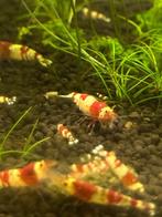 Crystal red garnalen €2 per stuk, Dieren en Toebehoren, Vissen | Aquariumvissen, Kreeft, Krab of Garnaal