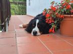 Oppas gezocht voor onze Berner Sennen hond Ollie, Rabiës (hondsdolheid), Reu, 1 tot 2 jaar, Groot