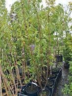 Prunus serrulata kanzan, meerstammige sierkers roze bloemen, Tuin en Terras, In pot, Halfschaduw, Lente, 100 tot 250 cm