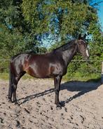 Lieve en energieke merrie tekoop, Dieren en Toebehoren, Merrie, Gechipt, L, 11 jaar of ouder