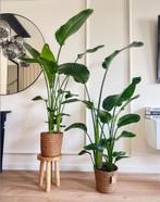 2 for 100 - 2x Strelitzia, Huis en Inrichting, Kamerplanten, Overige soorten, Ophalen of Verzenden, In pot, 150 tot 200 cm