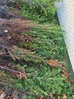 Taxus Baccata Haag - 160cm, Tuin en Terras, Volle zon, Bloeit niet, 100 tot 250 cm, Overige soorten