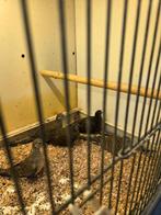 Vredes duiven, Dieren en Toebehoren, Vogels | Duiven, Meerdere dieren, Overige soorten
