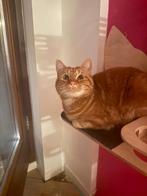 Lieve kater zoekt huis, Dieren en Toebehoren, Katten en Kittens | Overige Katten, Kater