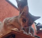 Twee lieve katten zoeken samen een nieuw thuis met tuin, Dieren en Toebehoren, Katten en Kittens | Overige Katten, Meerdere dieren