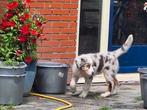 Australian shepherd pup, Dieren en Toebehoren, Honden | Herdershonden en Veedrijvers, Nederland, Reu, CDV (hondenziekte), 8 tot 15 weken