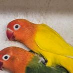 Kweekman lutino opaline, Dieren en Toebehoren, Mannelijk, Dwergpapegaai of Agapornis, Geringd