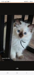 Ragdoll chocolade point Stamboom / garantie / getest, Dieren en Toebehoren, Katten en Kittens | Raskatten | Langhaar, Poes, Ontwormd