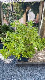 Citroenplant/citrusplant, Ophalen, Volle zon