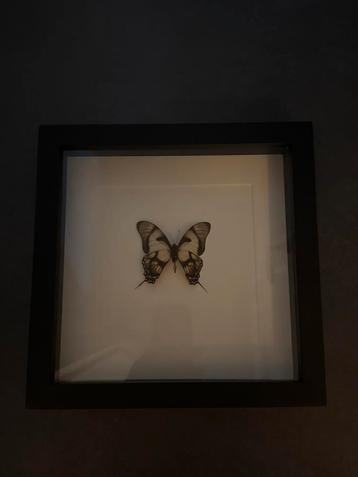 Schilderij met echte Vlinder beschikbaar voor biedingen