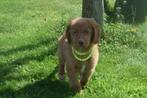 Nova Scotia duck tolling retriever pups of Toller 💖💖💖, België, Overige rassen, 8 tot 15 weken, Meerdere