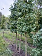 Liquidambar Styraciflua hoogstam, Herfst, Overige soorten, 250 tot 400 cm, Ophalen