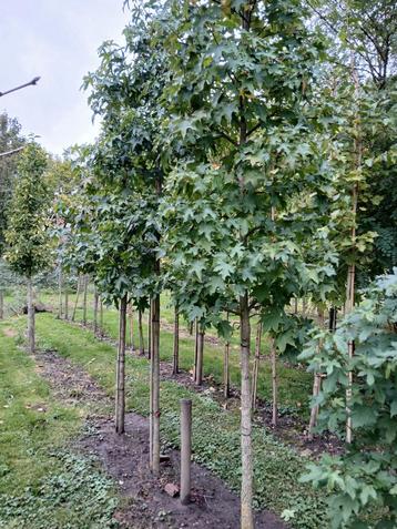 Liquidambar Styraciflua hoogstam  beschikbaar voor biedingen
