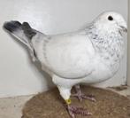 Showpostduiven duiven kleurpostduiven, Meerdere dieren