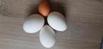 Ganzen eieren te koop, Dieren en Toebehoren, Pluimvee, Meerdere dieren, Gans of Zwaan