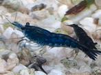 Blauwe neocaridina garnaaltjes, Kreeft, Krab of Garnaal
