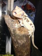 Trio Crested Geckos, Dieren en Toebehoren, Hagedis, 0 tot 2 jaar
