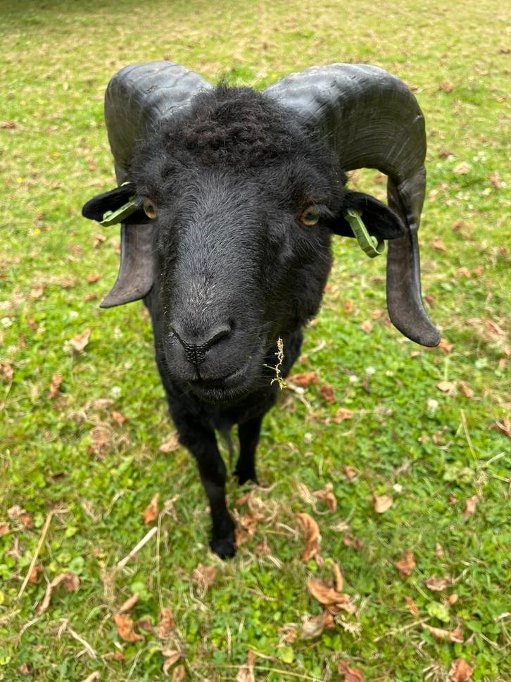 Zwarte ouessant ram, Dieren en Toebehoren, Schapen, Geiten en Varkens, Schaap, Mannelijk