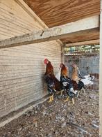 1 pachtige Zweedse bloemkip Haan te koop, Dieren en Toebehoren, Pluimvee, Mannelijk, Kip