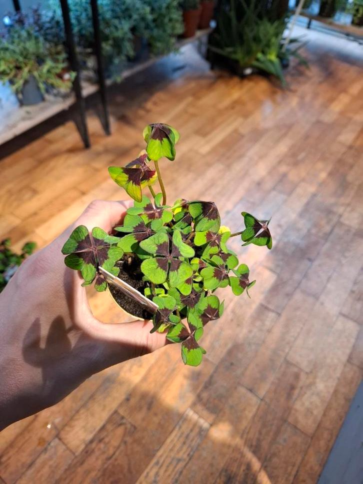 Oxalis (Geluksklaver), Huis en Inrichting, Kamerplanten, Overige soorten, Minder dan 100 cm, Groene kamerplant, Halfschaduw, In pot