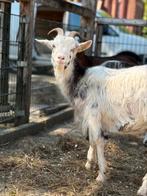 Landgeit te koop, Dieren en Toebehoren, Schapen, Geiten en Varkens, Vrouwelijk, Geit, 0 tot 2 jaar