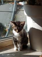 Lieve kittens., 0 tot 2 jaar