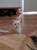 Creme Britse Korthaar, Dieren en Toebehoren, Katten en Kittens | Overige Katten, Kater