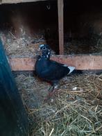 postduiven (ongeringt), Dieren en Toebehoren, Vogels | Duiven, Meerdere dieren, Postduif