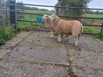 2 ooilammeren (75% Swifter), Dieren en Toebehoren, Vrouwelijk, Schaap
