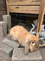 3 konijnen, Dieren en Toebehoren, Konijnen, Meerdere dieren, 0 tot 2 jaar