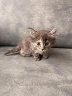 Kitten, Dieren en Toebehoren, Katten en Kittens | Raskatten | Langhaar, Poes