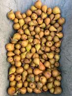 Gieser wildeman stoofperen, Tuin en Terras, Ophalen, Minder dan 100 cm, Overige soorten, Lente