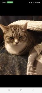 Britse korthaar, Dieren en Toebehoren, Katten en Kittens | Raskatten | Langhaar, Poes, Gechipt