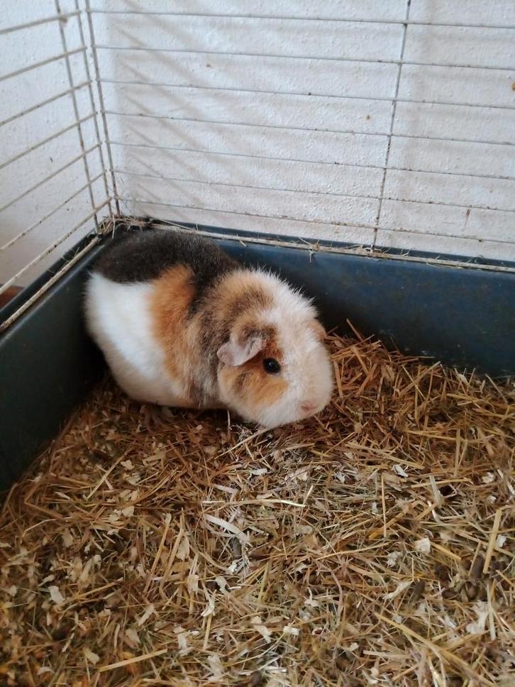 Zeugje Teddy cavia, Dieren en Toebehoren, Knaagdieren, Vrouwelijk, Cavia, September, Tam