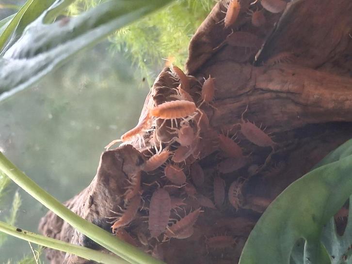 Pissebedden-orange powder., Dieren en Toebehoren, Insecten en Spinnen, Overige soorten