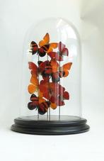 Diverse stolpen met Vlinders en Insecten, Ophalen, Zo goed als nieuw, Wild dier, Opgezet dier