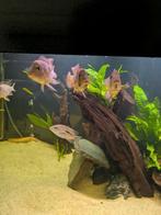 Geophagus brasiliensis 3x, Dieren en Toebehoren, Vissen | Aquariumvissen, Vis