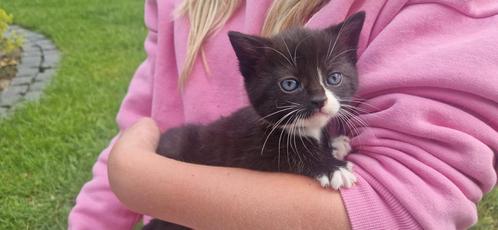 Nog maar 1 super lief, tam & mooi boerderij poesje (foto1-5), Dieren en Toebehoren, Katten en Kittens | Overige Katten, Kortharig