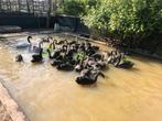 GEZOCHT ZWARTE ZWANEN, Dieren en Toebehoren, Pluimvee, Meerdere dieren, Gans of Zwaan