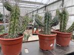 Cactus Stetsonia Coryne uit Argentinie 55/cm hoog. 28cm pot, Ophalen of Verzenden, Cactus, Minder dan 100 cm, Bloeiende kamerplant