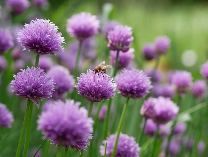Bio zaden Bieslook - Allium schoenoprasum | Inheemse plant, Tuin en Terras, Bloembollen en Zaden, Zaad, Voorjaar, Volle zon, Verzenden