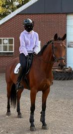 Talentvolle allround merrie, Dieren en Toebehoren, Merrie, Met stamboom, Zadelmak, 3 tot 6 jaar