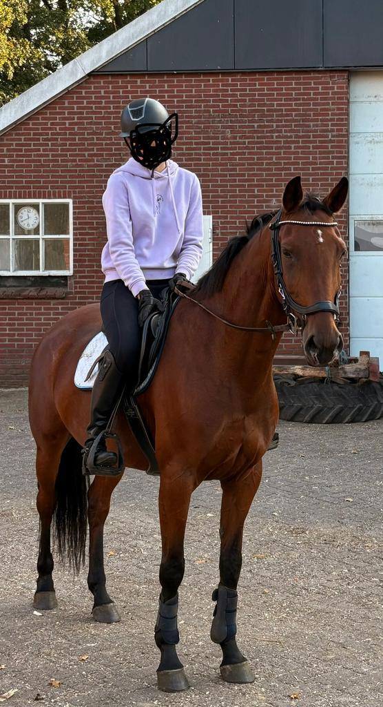 Talentvolle allround merrie, Dieren en Toebehoren, Paarden, Merrie, Zadelmak, 160 tot 165 cm, 3 tot 6 jaar, Recreatiepaard, Met stamboom
