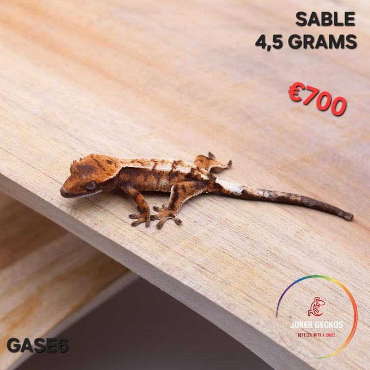 Wimpergekko Correlophus ciliatus JOKERGECKOS