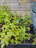 Inheemse, wilde planten, Ophalen, Zomer, Eenjarig, Volle zon