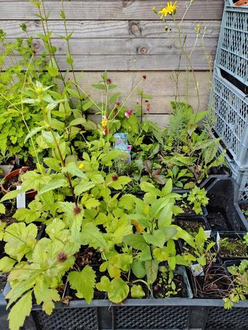 Inheemse, wilde planten beschikbaar voor biedingen