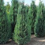 Blauwe Califorische Cipres 160-180 cm, Bloeit niet, Verzenden, Halfschaduw, Overige soorten