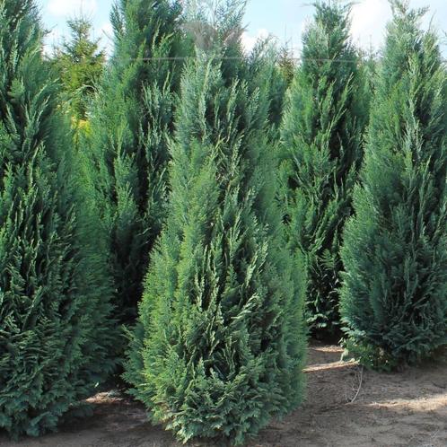 Blauwe Califorische Cipres 160-180 cm, Tuin en Terras, Planten | Bomen, Overige soorten, 100 tot 250 cm, Halfschaduw, Bloeit niet