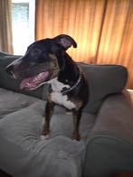 pup pitbull x Bul terriër mix, Bull Terriër, 15 weken tot 1 jaar, Reu, Eén hond